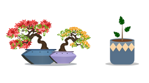Bonsai Trees or Low Maintenance Desk Plants