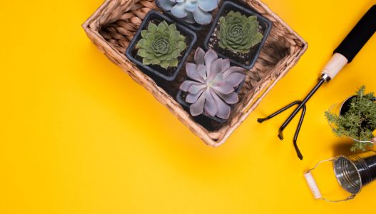 Personalized-Desk-Plants
