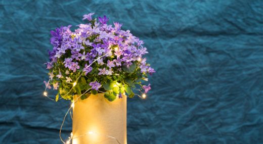 Plant-Lights